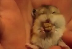 Hamster hentai