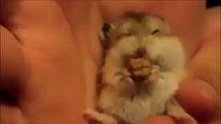 Hamster hentai